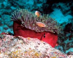 Zanzibar Scuba Diving Holiday. Anemone and clownfish.